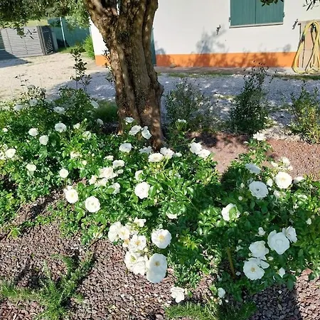 Guazzi Pesaro